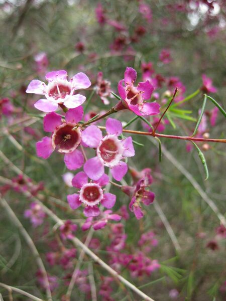 File:IMG 5082 hunt0904.jpg