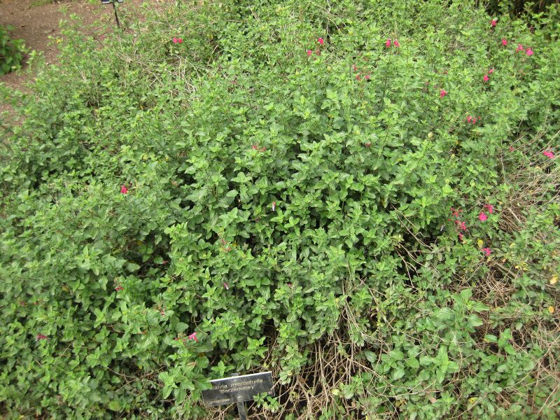 File:IMG 5084 hunt0904.jpg