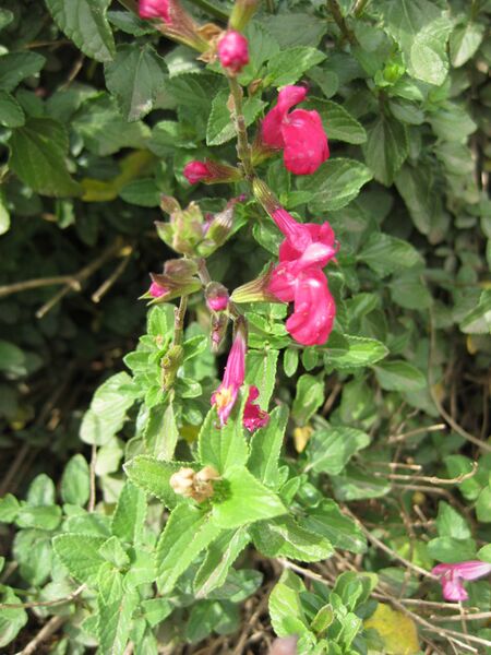 File:IMG 5086 hunt0904.jpg