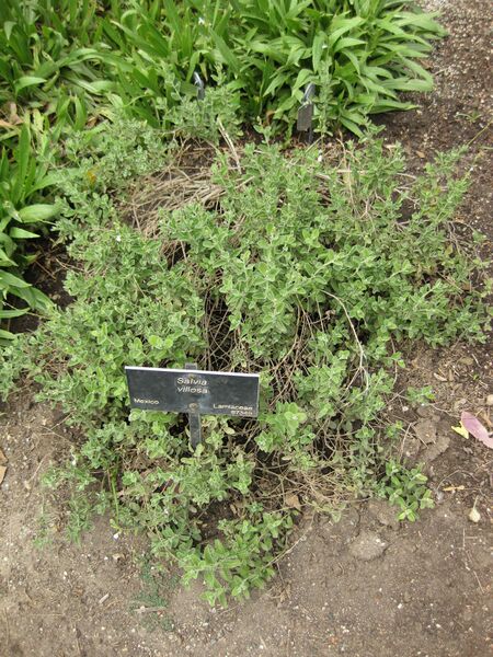 File:IMG 5087 hunt0904.jpg