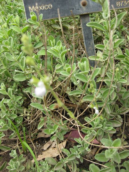 File:IMG 5088 hunt0904.jpg