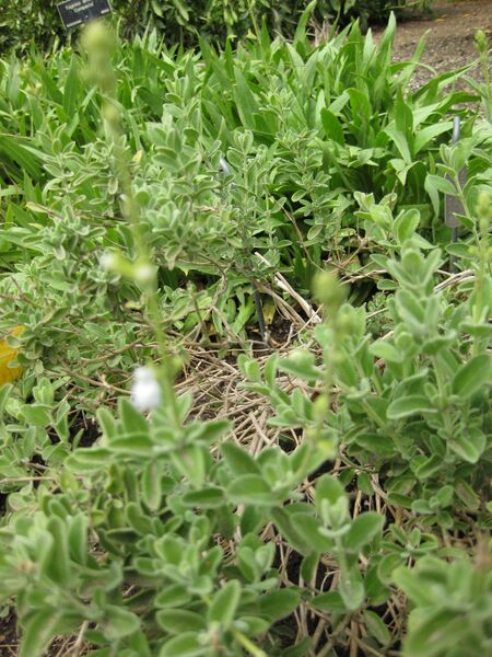 File:IMG 5090 hunt0904.jpg