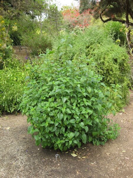 File:IMG 5091 hunt0904.jpg