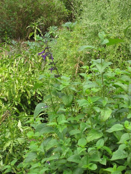 File:IMG 5092 hunt0904.jpg