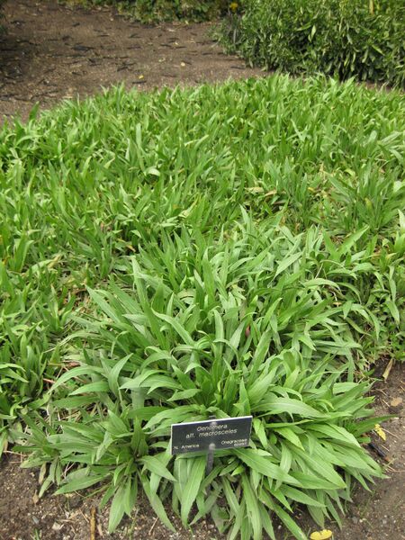 File:IMG 5094 hunt0904.jpg