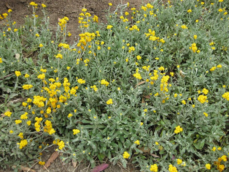 File:IMG 5096 hunt0904.jpg