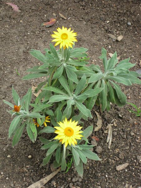 File:IMG 5097 hunt0904.jpg