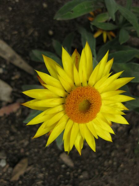 File:IMG 5098 hunt0904.jpg