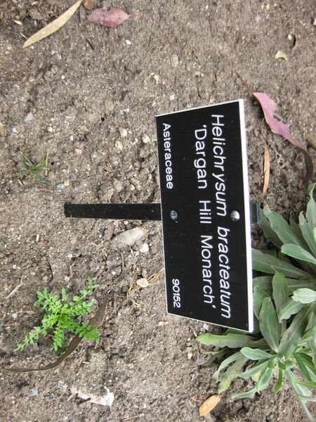 File:IMG 5100 hunt0904.jpg