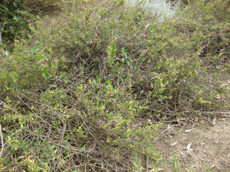 File:IMG 5101 hunt0904.jpg