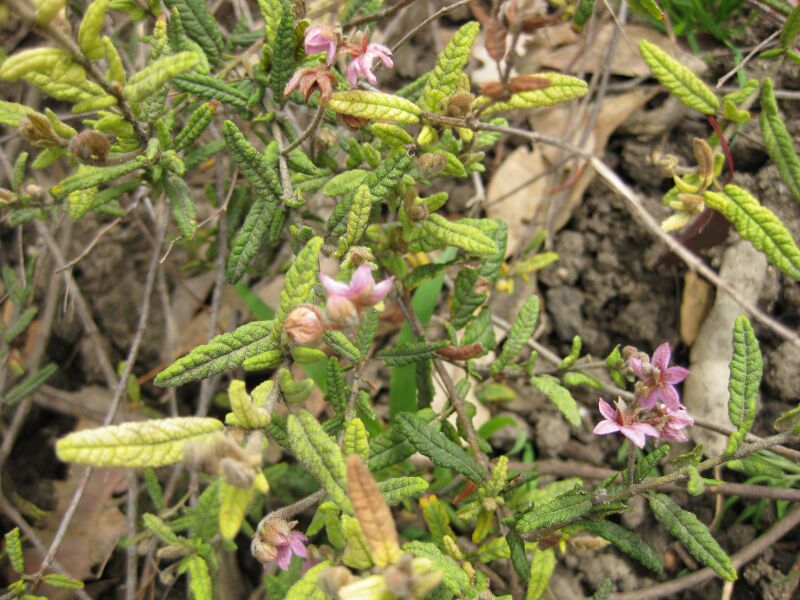 File:IMG 5102 hunt0904.jpg