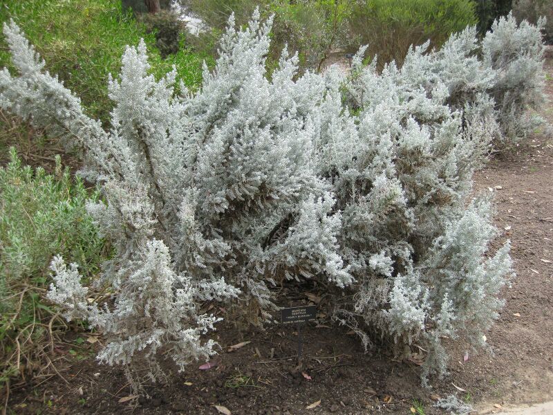 File:IMG 5104 hunt0904.jpg