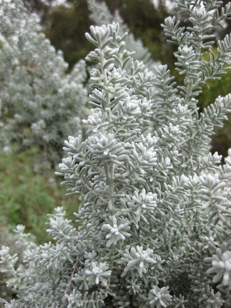 File:IMG 5105 hunt0904.jpg