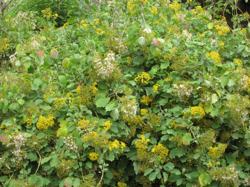 File:IMG 5108 hunt0904.jpg