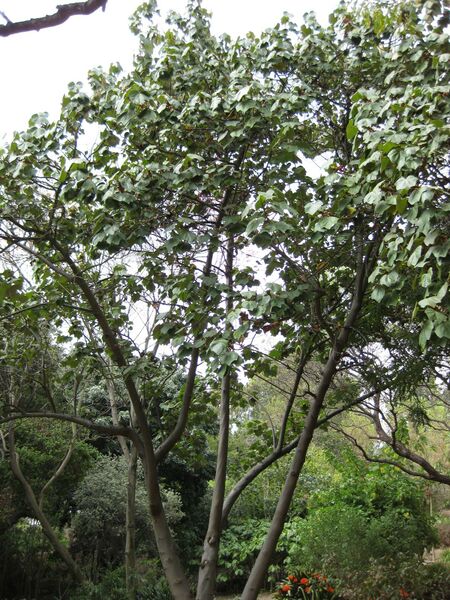 File:IMG 5109 hunt0904.jpg