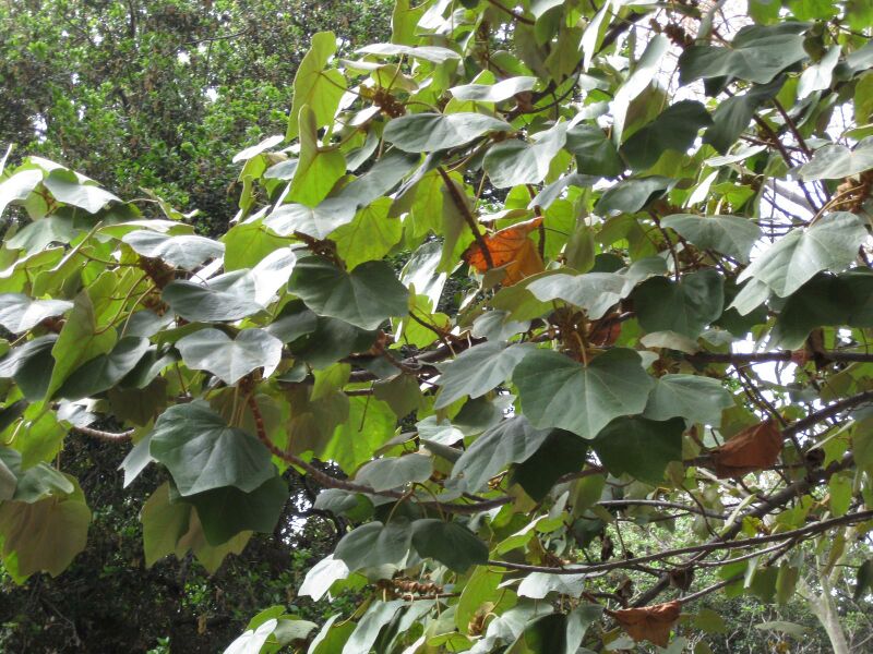 File:IMG 5110 hunt0904.jpg