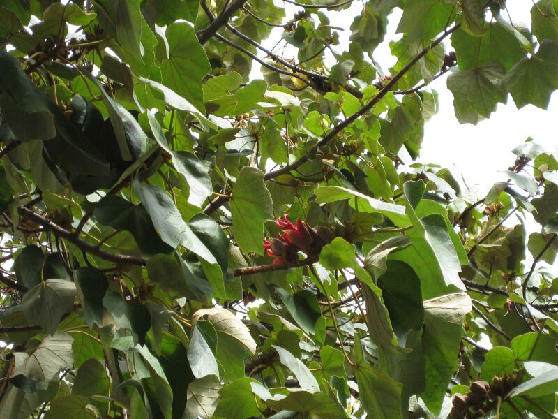 File:IMG 5111 hunt0904.jpg