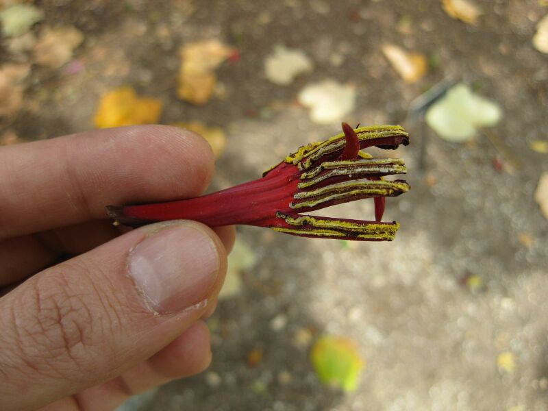 File:IMG 5113 hunt0904.jpg