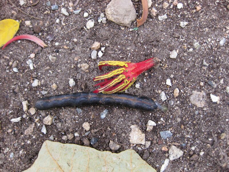 File:IMG 5114 hunt0904.jpg