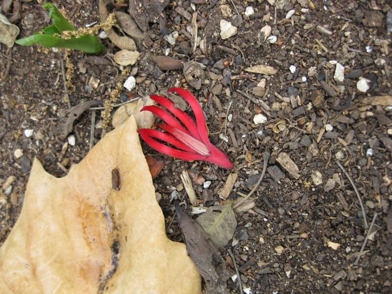 File:IMG 5115 hunt0904.jpg