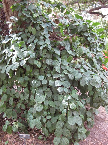 File:IMG 5116 hunt0904.jpg