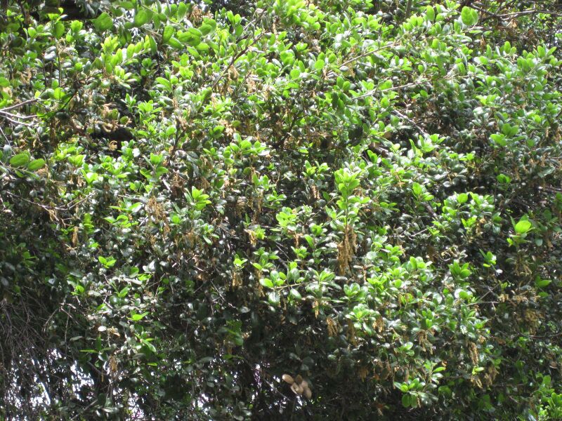 File:IMG 5121 hunt0904.jpg