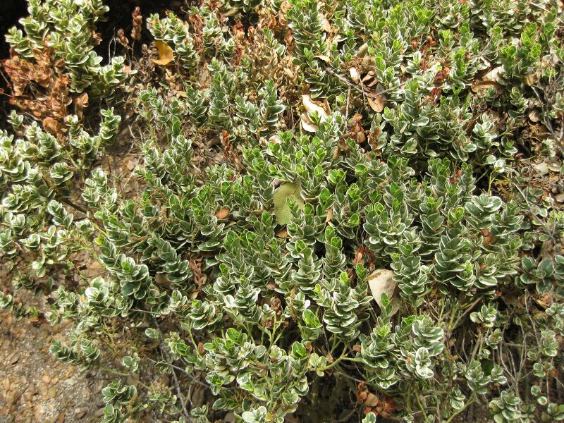 File:IMG 5124 hunt0904.jpg