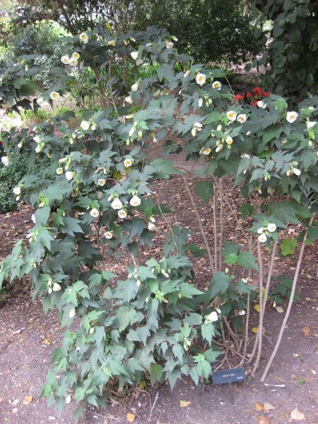 File:IMG 5126 hunt0904.jpg