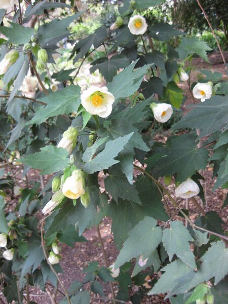 File:IMG 5127 hunt0904.jpg