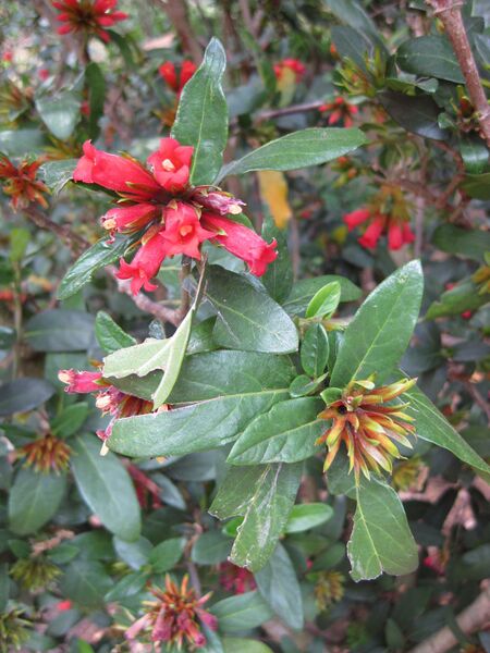 File:IMG 5130 hunt0904.jpg