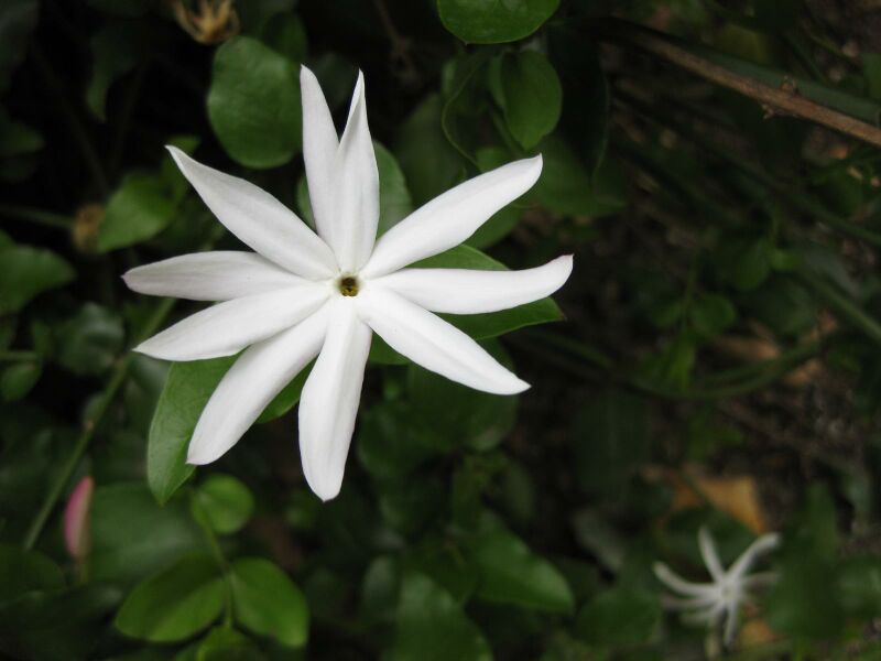 File:IMG 5132 hunt0904.jpg