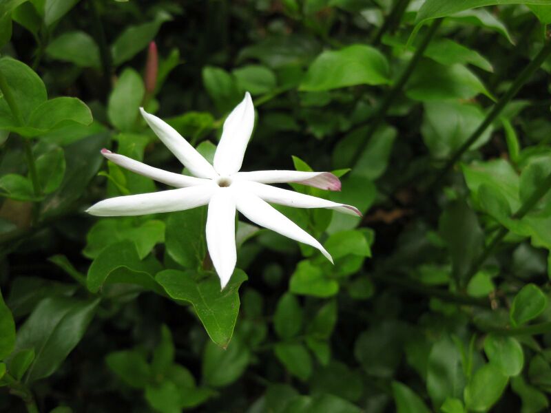 File:IMG 5133 hunt0904.jpg