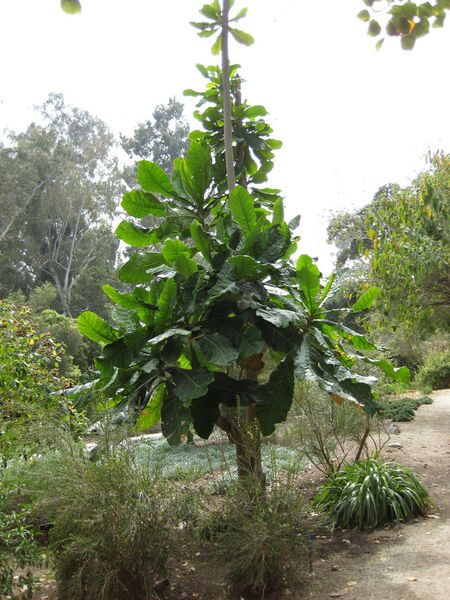 File:IMG 5135 hunt0904.jpg