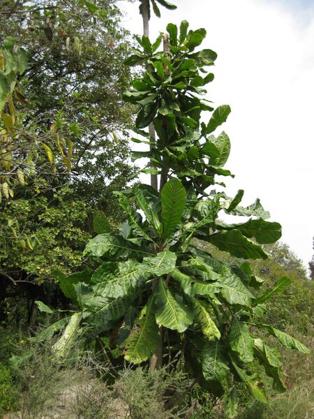 File:IMG 5136 hunt0904.jpg