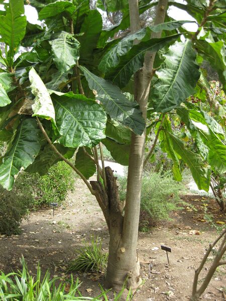 File:IMG 5137 hunt0904.jpg