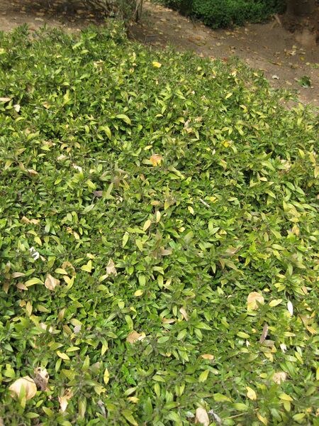 File:IMG 5139 hunt0904.jpg