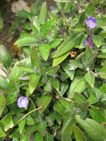 File:IMG 5140 hunt0904.jpg