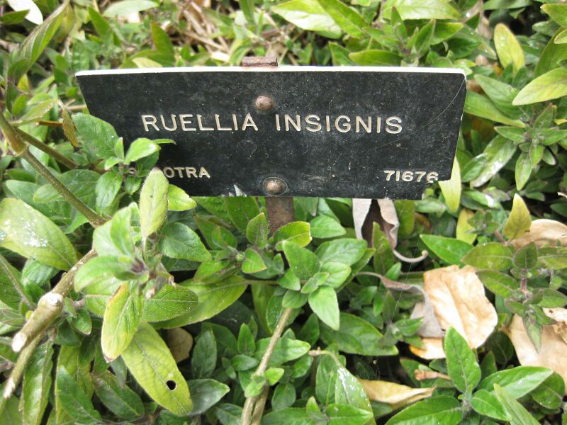 File:IMG 5141 hunt0904.jpg