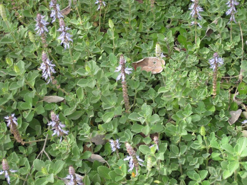 File:IMG 5143 hunt0904.jpg