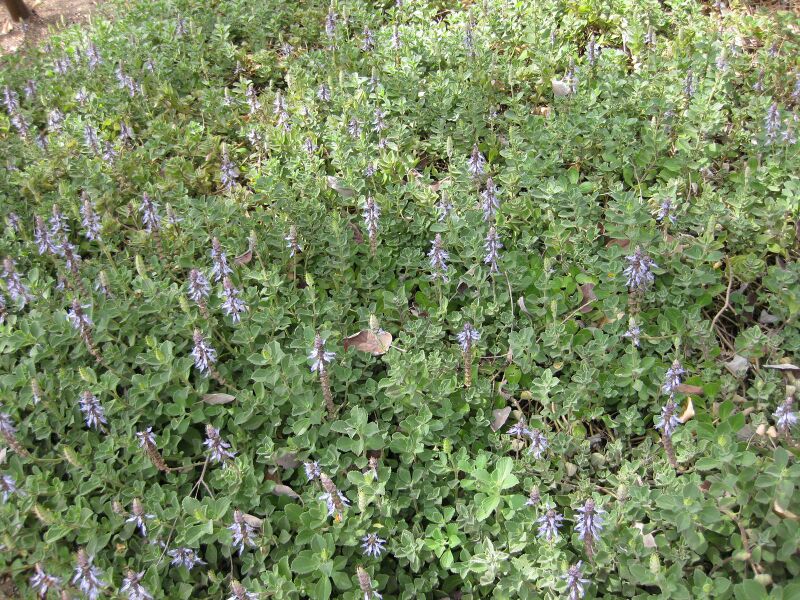 File:IMG 5144 hunt0904.jpg