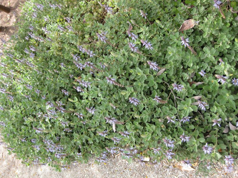 File:IMG 5145 hunt0904.jpg