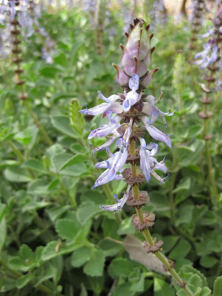 File:IMG 5146 hunt0904.jpg