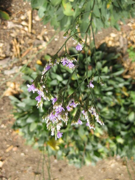 File:IMG 5149 hunt0904.jpg