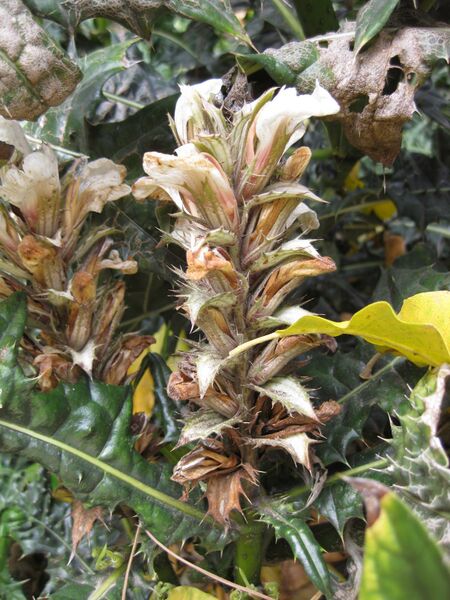 File:IMG 5151 hunt0904.jpg