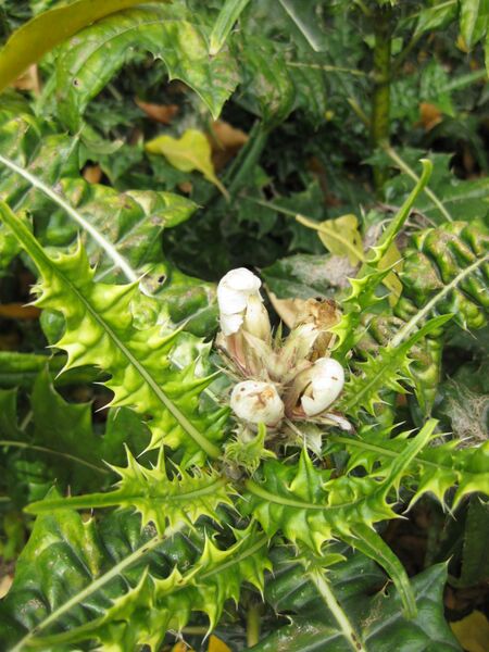 File:IMG 5152 hunt0904.jpg