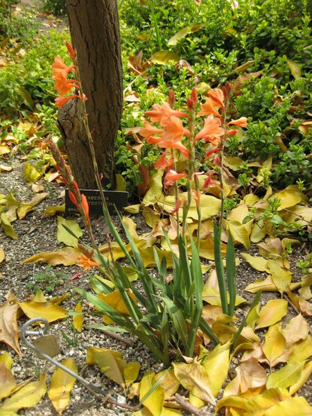 File:IMG 5153 hunt0904.jpg