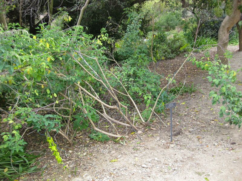 File:IMG 5166 hunt0904.jpg