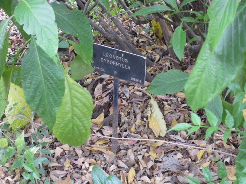 File:IMG 5168 hunt0904.jpg