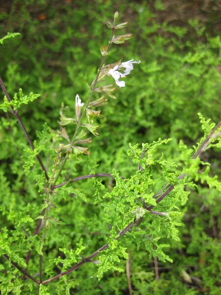 File:IMG 5170 hunt0904.jpg