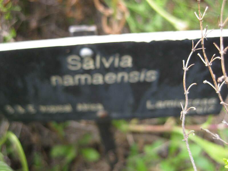 File:IMG 5171 hunt0904.jpg